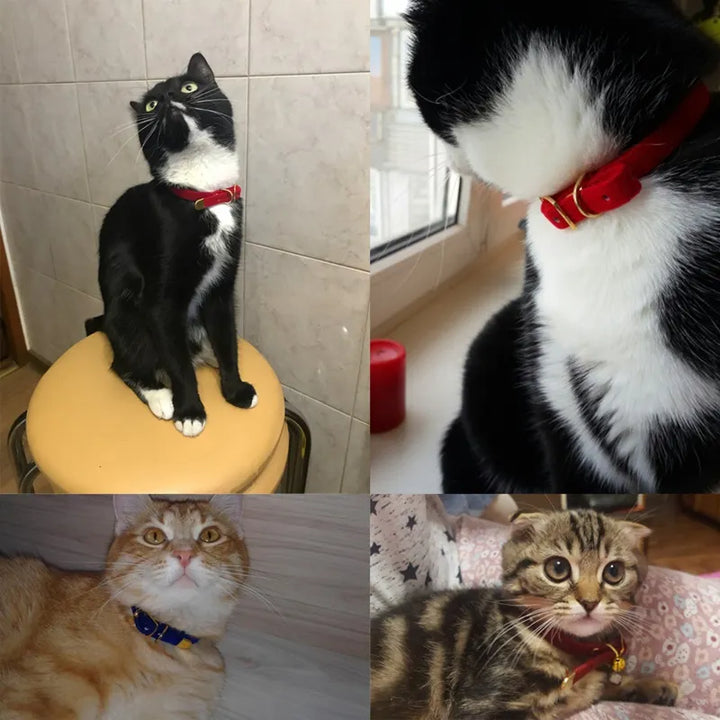 Cat Velour Collar with Golden Buckle: Soft, Adjustable & Elegant