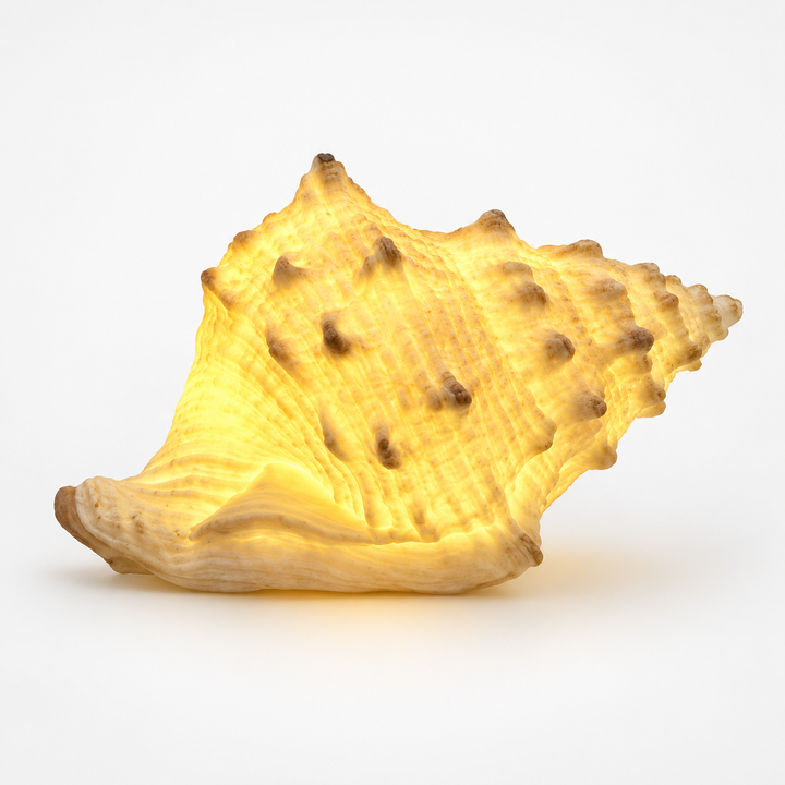 Coastal Glow Co. Ceramic Shell And Conch Ambient Lamp Set - Elena Harper