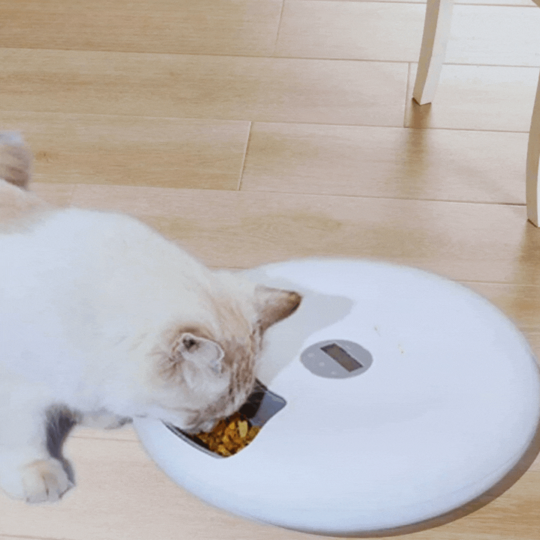 Pet Digital Automatic Food Dispenser Bowl - Timed Meals