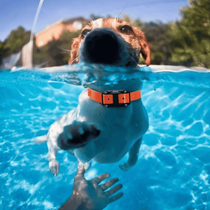 Waterproof Rechargeable Remote-Controlled Dog Training Collar